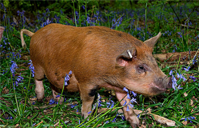 畜禽养殖业正闯“交通梗阻关”，疫情之下，养殖企业的机会在哪里？