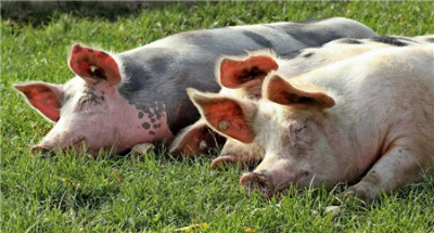 湖北省：每日出栏标准生猪5万头！