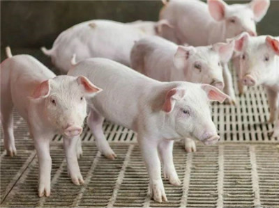 从四川猪场看疫情下的饲料运输：多部门三令五申，为何还是难？