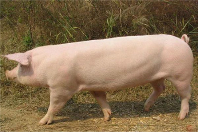 国家鼓励养猪，今年猪肉价格会降吗？专家：肉价高峰或出现在……