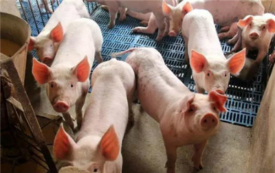 从近二十年几次大的疫情看新冠肺炎疫情对于猪禽养殖业的影响