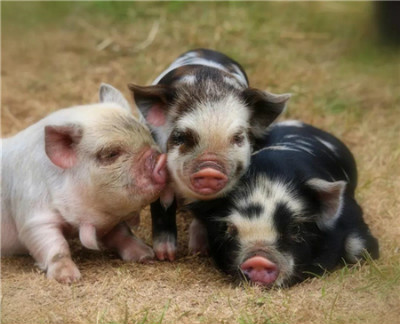 猪价的暴涨 消费端的排斥 依旧纠结的猪市