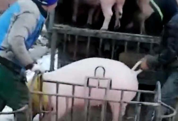 农村叔叔家的养猪场，今天卖了一大车猪，两个大哥装车的技术是亮点！