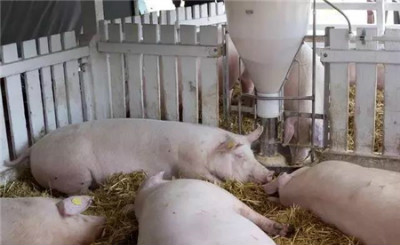 饲料价格上涨不具备可持续性！三部委：免收通行费、加大玉米投放