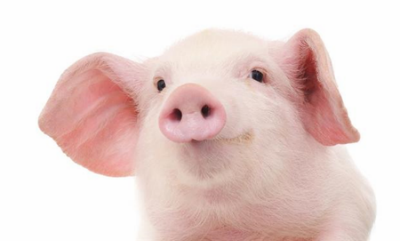 四川今年将试点第二轮土地承包到期再延30年 确保全年出栏生猪6000万头