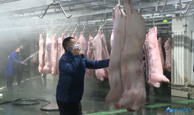 甘州区加大疫情防控保障生猪生产市场供应稳定