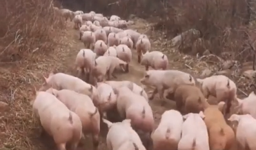 2020年养猪大变革