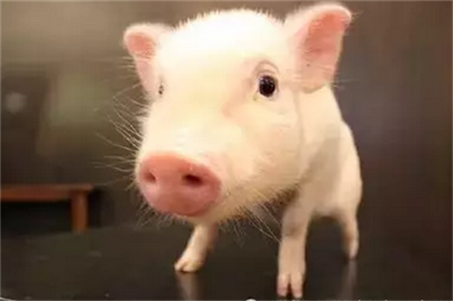 是否继续扩大养猪规模？看温氏、牧原等上市公司回答