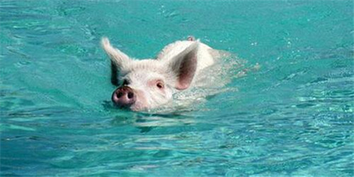 云南出新招稳猪价：每头猪补贴100元，为期三个月