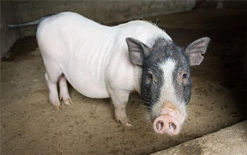 水灾后猪场要做好猪病的防控！（1）