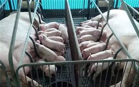 好好养猪，不用太担心价格