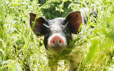 湖北出台一揽子政策，生猪贴息期延长至今年底