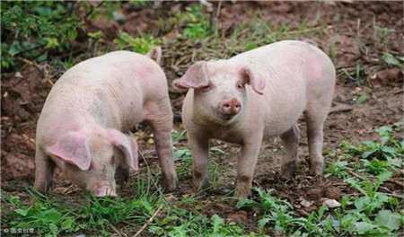 统计局：2019年猪肉产量4255万吨 下降21.3%