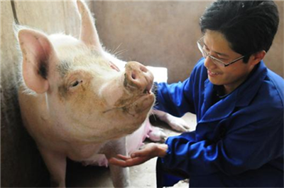 热度不减！复工、复产率达80%；政策利好，养殖高利润有增无减！