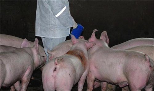 养了这么多年的猪，还是不了解这些需求？