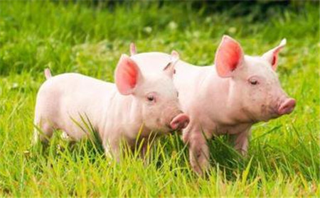 全国区域猪价如“红海”！猪肉批发价都将近50元/公斤？