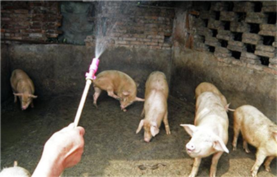 生猪市场继续平稳，生猪出栏均价至36.33元/公斤！