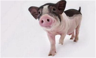 生态环境部：坚决反对打环保旗号违法限制养猪业发展！