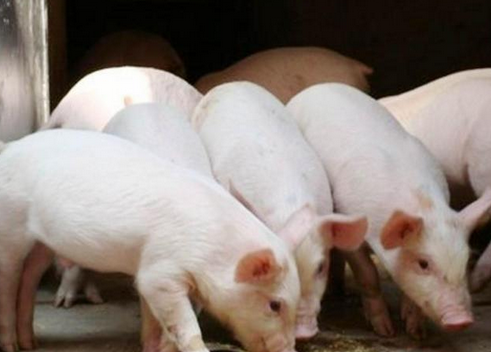 数据回顾：2月份广东省屠宰生猪及肉品供应情况
