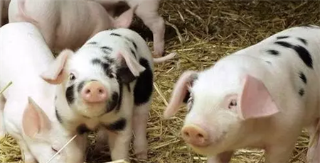 农行南宁分行亿元贷款助力生猪产业发展