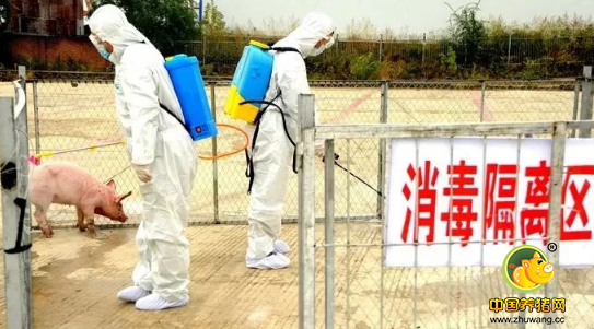 长安区少陵原下创业忙！养殖大户邹小信的养猪场……