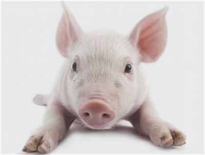 农业农村部：高致病禽流感、口蹄疫等疫苗的生产企业已全面复工