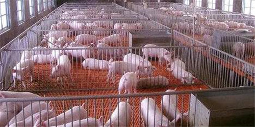 精细化管理：增加哺乳母猪泌乳量