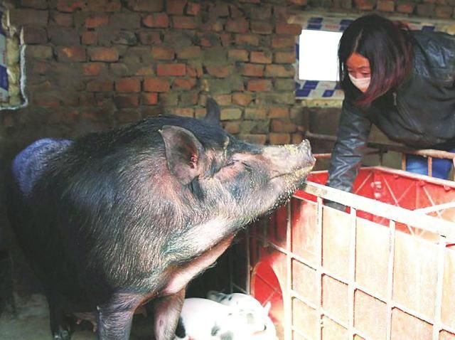 贫困户韩建军的养猪经，他们家已经脱贫了！