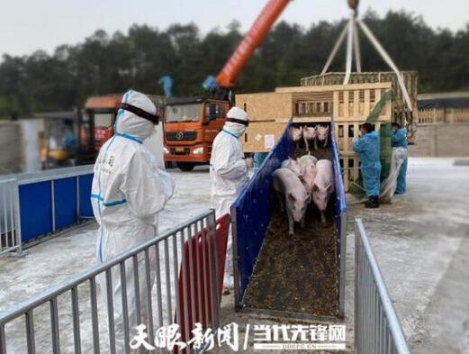 贵州：生猪产业连点成面，产业链条串起希望！