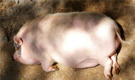 需求不足毛猪出栏积压 猪肉价格出现新低
