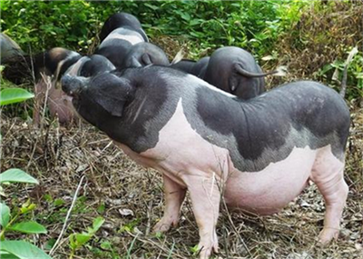 低供应促涨猪价VS高肉价抑制消费！