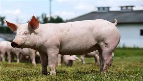 养猪业生物安全方面清洗和消毒的理论和实践（上）