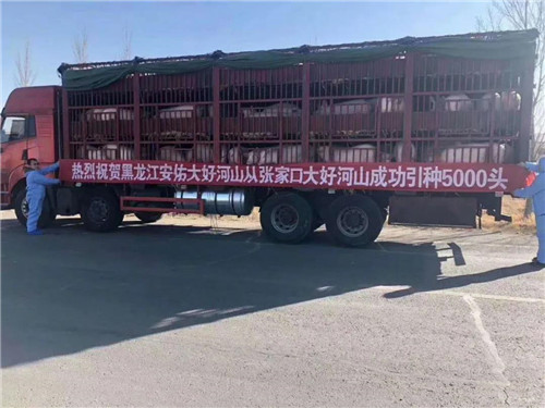 “猪”联璧合 再立降本增效双标杆