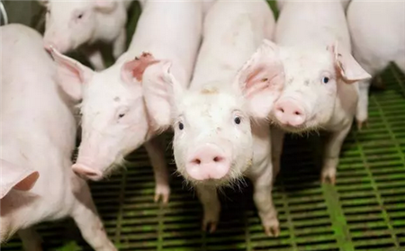 湖南：一男子收购销售携带非洲猪瘟病毒肉495.3千克获刑