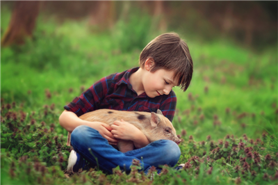 黑龙江：6天时间发放4亿元贷款支持养猪！