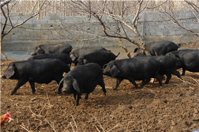 美国大豆对华出口倒退20年，俄罗斯也暂停向中国出口大豆？