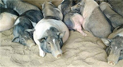 学会这4个仔猪饲喂管理方法，让你的仔猪成活率达到100%