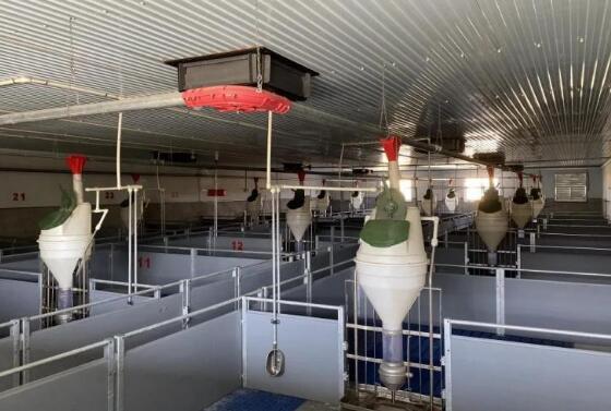 上海：这里的猪将住上“星级酒店”，明年将出栏2.5万头生猪