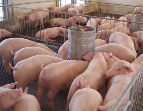 布局养猪五年出栏量增长812%，业绩多轮驱动，大北农未来可期