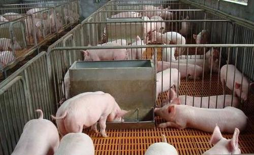 “越狱”猪，被7人合伙宰了平分？这肉不能白吃！