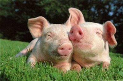 又一肉厂373人新冠检测阳性！猪肉减产15%！