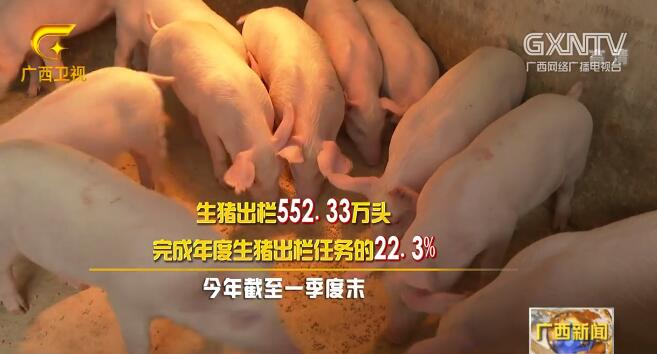 广西复产提速： 一季度生猪存栏环比增长4.4%