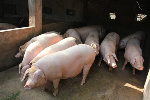 肉价低迷！消费者投诉：肉铺肉鲜艳，回家后惨白！
