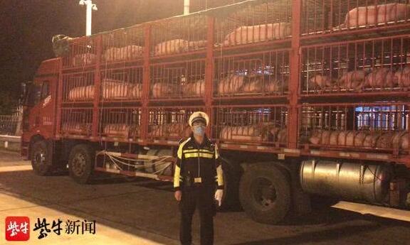 夜间偷运生猪被查，两男子求“微信”不成，居然喊人来送钱