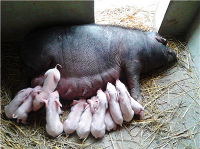 贵州：下达2020年粮猪生产目标任务！