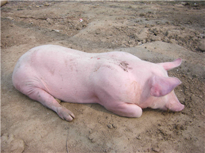 房企巨头跨界养猪 万亿市场诱惑还是陷阱：散户们快跑？