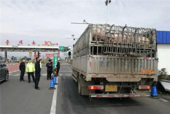 吉林拦截一车未检疫生猪车辆，已对该车予以查扣！