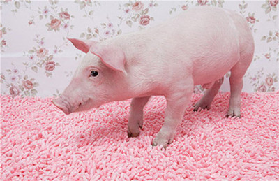 农业农村部：非洲猪瘟病毒污染面大 境外疫情传入风险增加