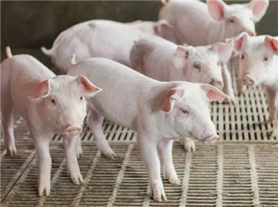 青海农发行分行：支持生猪产业发展，累计投放生猪全产业链贷款5500万元