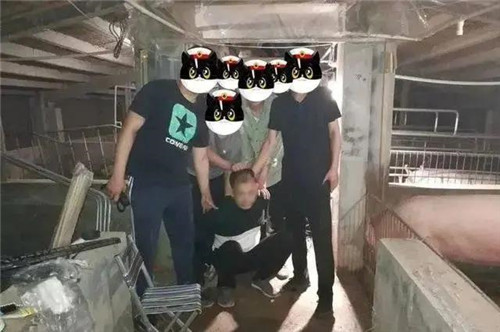 涉黑逃犯与猪为伍？悬赏10万追捕，在养猪场被抓了！